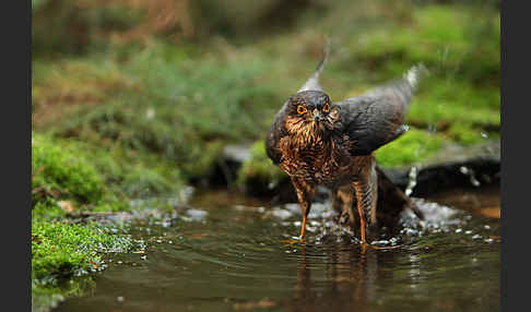 Sperber (Accipiter nisus)