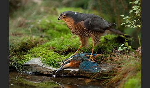 Sperber (Accipiter nisus)