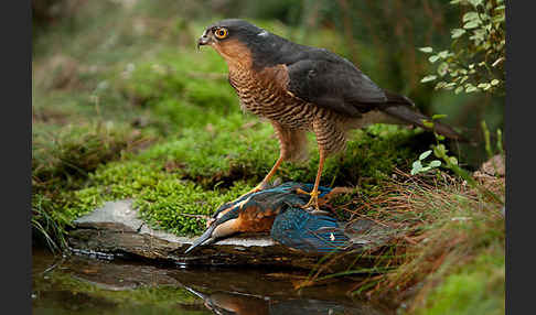 Sperber (Accipiter nisus)