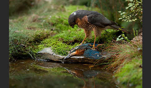 Sperber (Accipiter nisus)