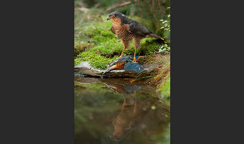 Sperber (Accipiter nisus)