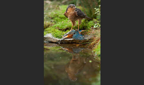 Sperber (Accipiter nisus)