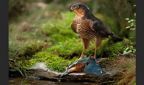 Sperber (Accipiter nisus)