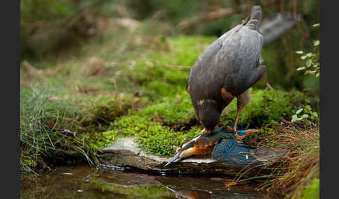 Sperber (Accipiter nisus)