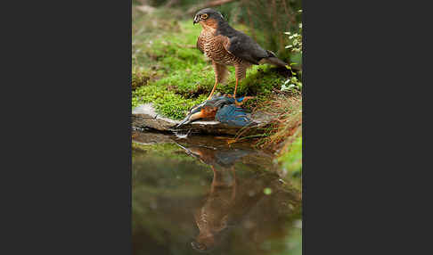 Sperber (Accipiter nisus)