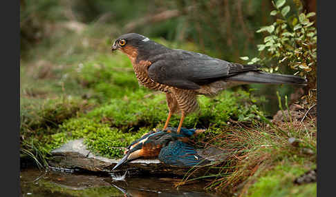 Sperber (Accipiter nisus)