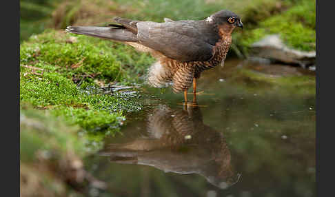 Sperber (Accipiter nisus)