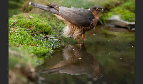 Sperber (Accipiter nisus)