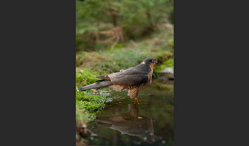 Sperber (Accipiter nisus)