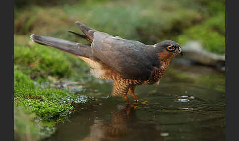 Sperber (Accipiter nisus)