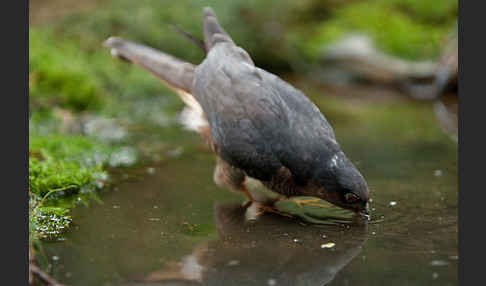 Sperber (Accipiter nisus)