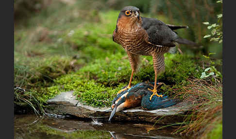 Sperber (Accipiter nisus)