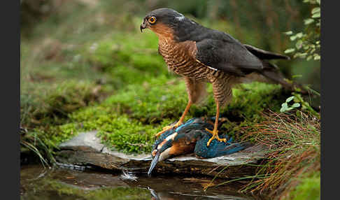 Sperber (Accipiter nisus)