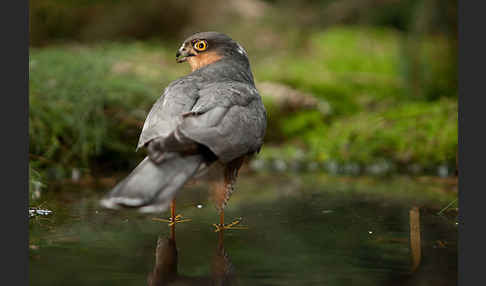 Sperber (Accipiter nisus)