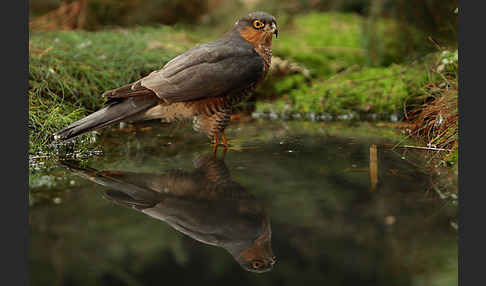 Sperber (Accipiter nisus)