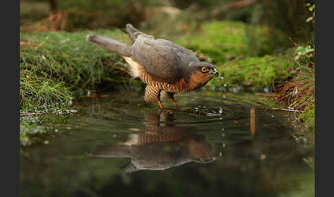 Sperber (Accipiter nisus)