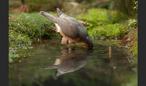 Sperber (Accipiter nisus)