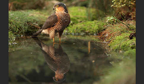 Sperber (Accipiter nisus)