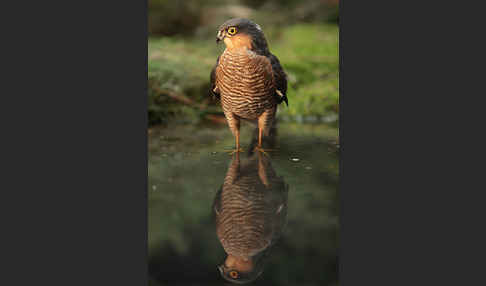 Sperber (Accipiter nisus)