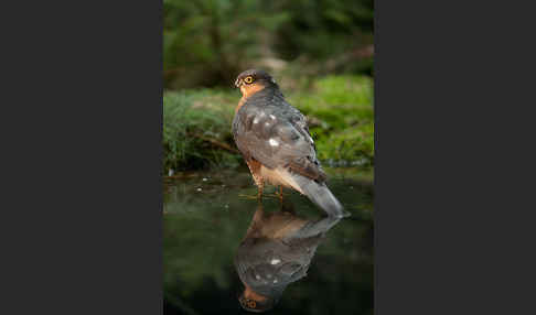 Sperber (Accipiter nisus)