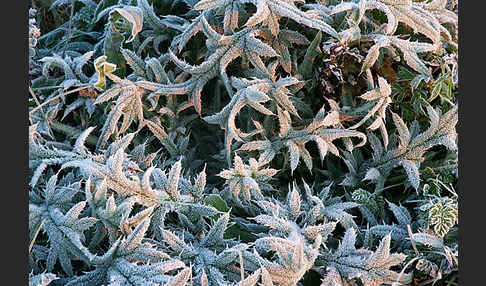 Lanzett-Kratzdistel (Cirsium vulgare)