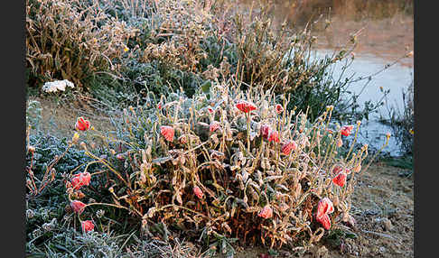 Klatsch-Mohn (Papaver rhoeas)