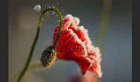 Klatsch-Mohn (Papaver rhoeas)