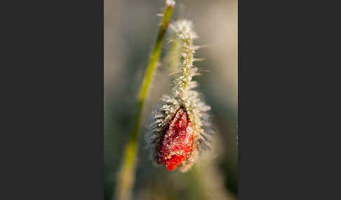 Klatsch-Mohn (Papaver rhoeas)