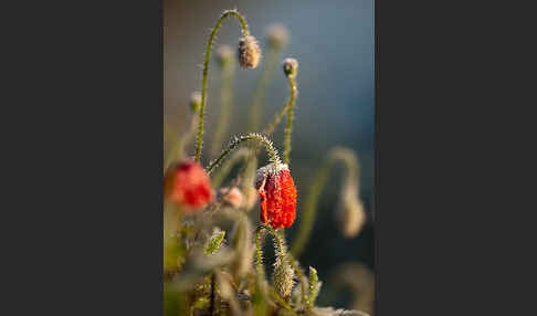 Klatsch-Mohn (Papaver rhoeas)