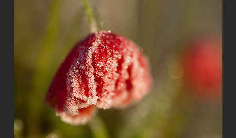 Klatsch-Mohn (Papaver rhoeas)