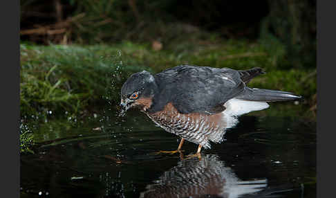 Sperber (Accipiter nisus)