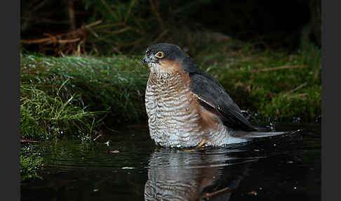 Sperber (Accipiter nisus)