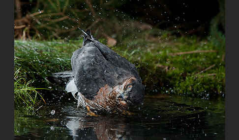 Sperber (Accipiter nisus)