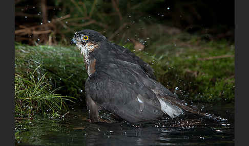 Sperber (Accipiter nisus)