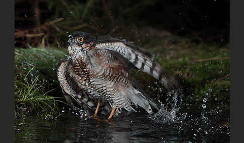 Sperber (Accipiter nisus)