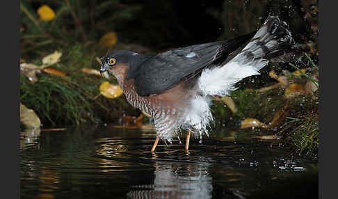 Sperber (Accipiter nisus)