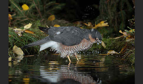 Sperber (Accipiter nisus)