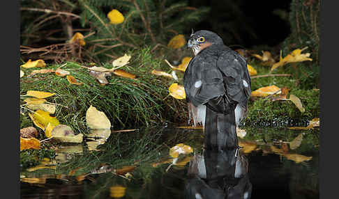 Sperber (Accipiter nisus)