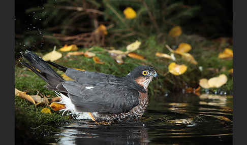 Sperber (Accipiter nisus)