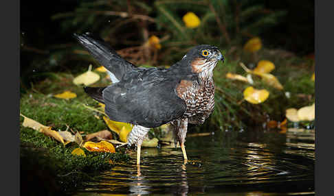 Sperber (Accipiter nisus)