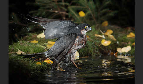 Sperber (Accipiter nisus)