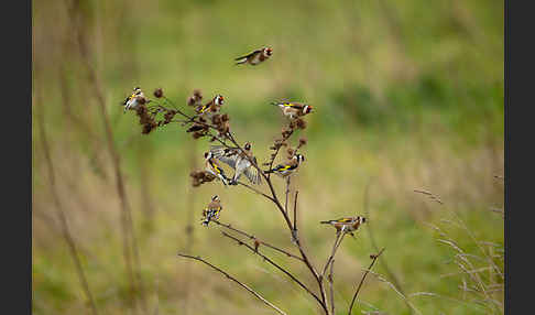 Stieglitz (Carduelis carduelis)