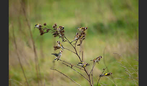 Stieglitz (Carduelis carduelis)