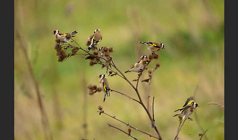 Stieglitz (Carduelis carduelis)