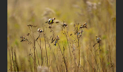 Stieglitz (Carduelis carduelis)