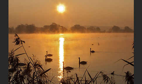 Höckerschwan (Cygnus olor)