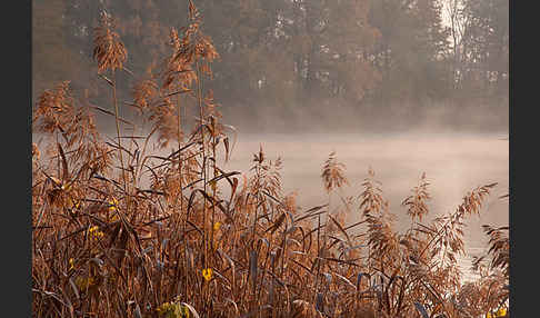 Gewöhnliches Schilf (Phragmites australis)