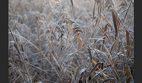 Gewöhnliches Schilf (Phragmites australis)