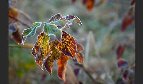 Roter Hartriegel (Cornus sanguinea)