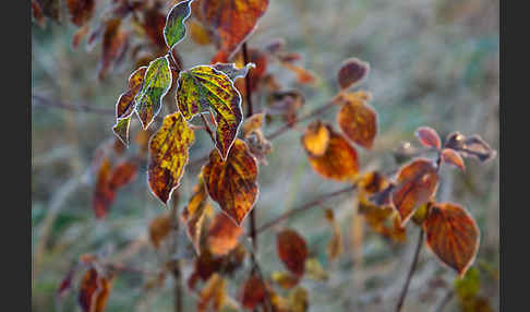 Roter Hartriegel (Cornus sanguinea)